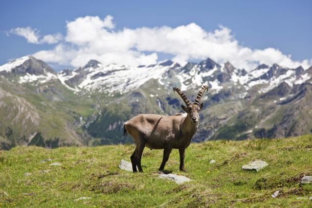 A large male steinbock in the Gran Paradiso National Park, Aosta Valley. © iStockphoto/Thinkstock Steinbock in Aosta Valley
