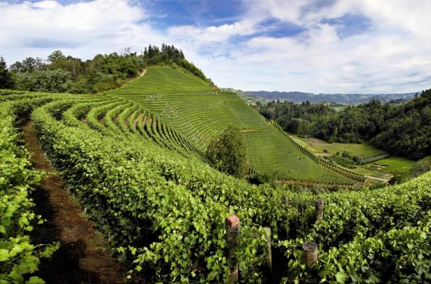 Barolo vineyard landscape