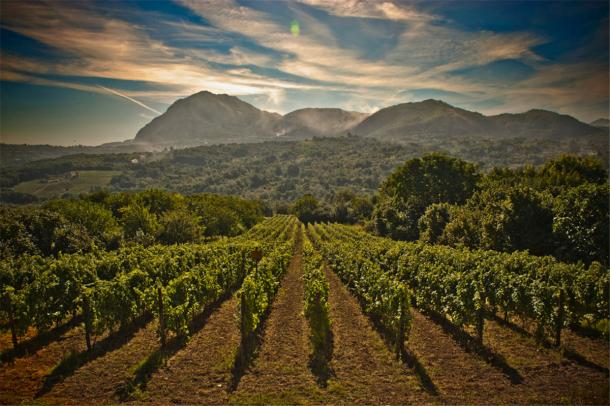 One of the vineyards, near the old village of Candida in Campania, where Tenuta Sarno 1860 produces its prized Fiano di Avellino DOCG, a great Italian springtime wine. © Tenuta Sarno 1860 Tenuta Sarno 1860 vineyard in Campania