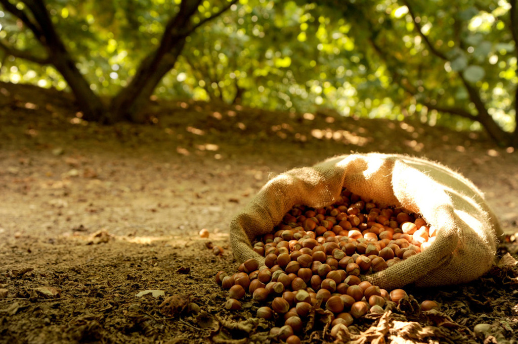Hazelnuts from Piedmont, which are legally protected as Nocciole del Piemonte IGP, are among the best in the world and a traditional ingredient in many local desserts and confectionery products. © Consorzio Turistico Langhe Monferrato Roero Nocciole IGP Hazelnuts from Piedmont
