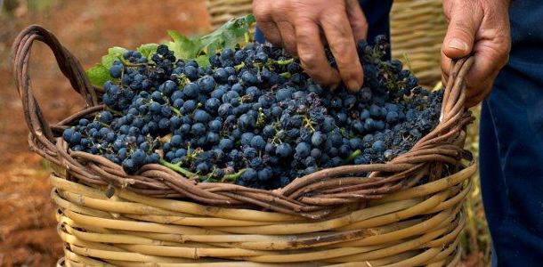 Primitivo grapes harvest in Apulia