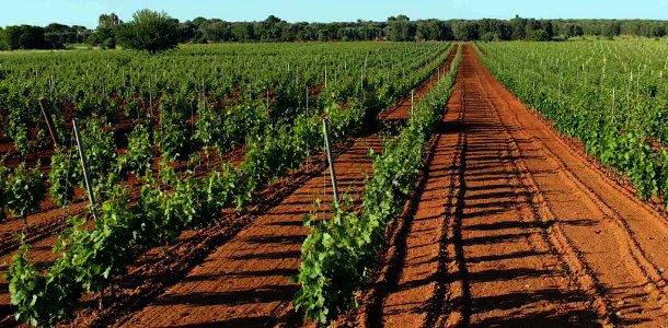 A Primitivo di Manduria vineyard in Apulia Primitivo di Manduria vineyard