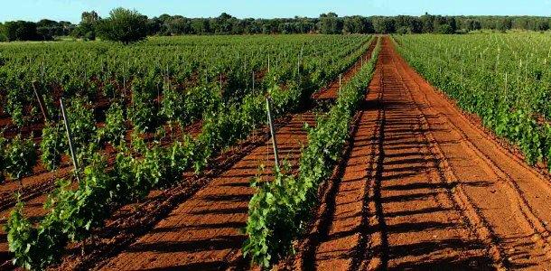 Primitivo di Manduria vineyard