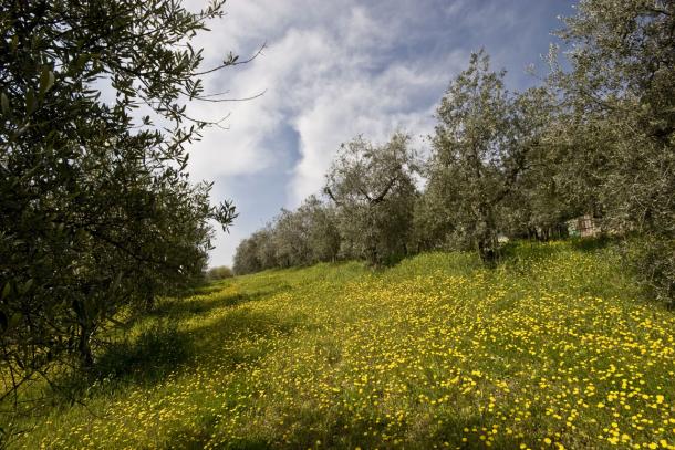 Summer view of lush olive groove in the province of Siena, Tuscany. Most Tuscans will not use olive oil from any other region, as they consider the locally produced Summer view of Tusan olive groove