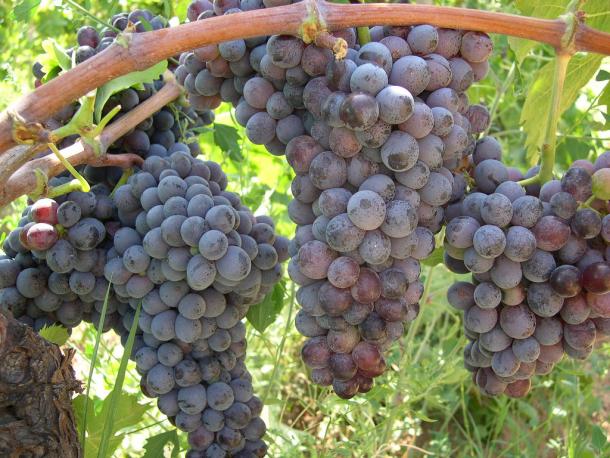 Gaglioppo grapes from Calabria