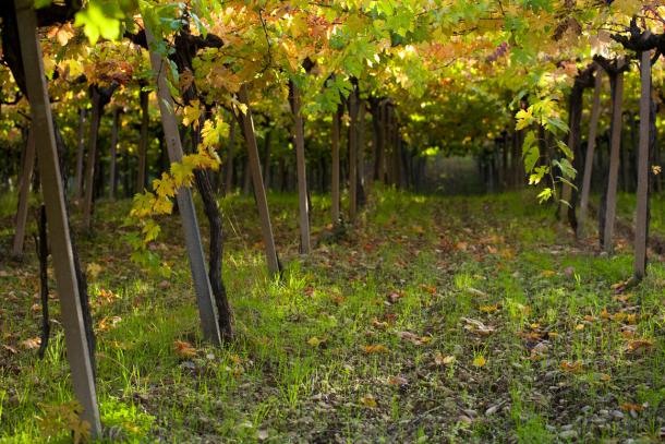 Hemera single vineyard