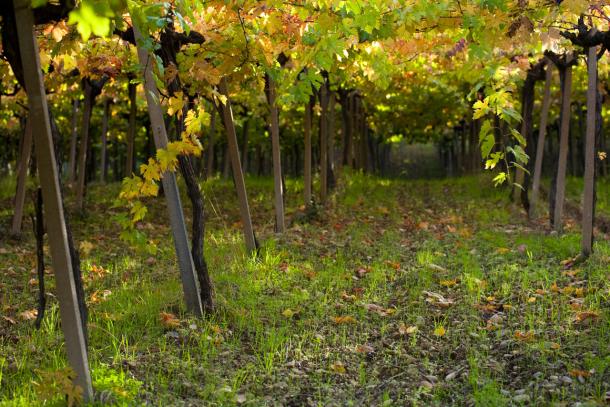 A lush vineyard in Abruzzo