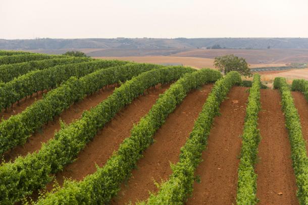Vineyards near Venosa, Basilicata, in the Vulture wine area