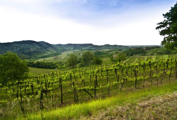 Vineyard in Friuli Venezia Giulia