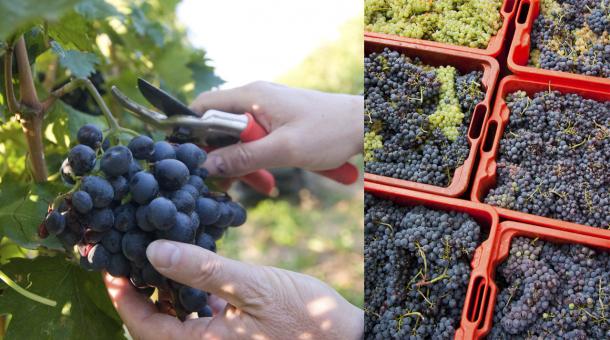 The autumnal ritual of harvesting grapes, called Vendemmia: grape harvest in Italy
