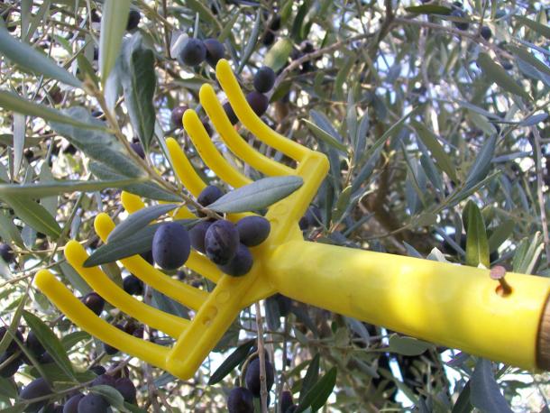 A bright plastic rack is used to pick olives in Italy during the November harvest. Photo by the author Italy: harvesting olives in November