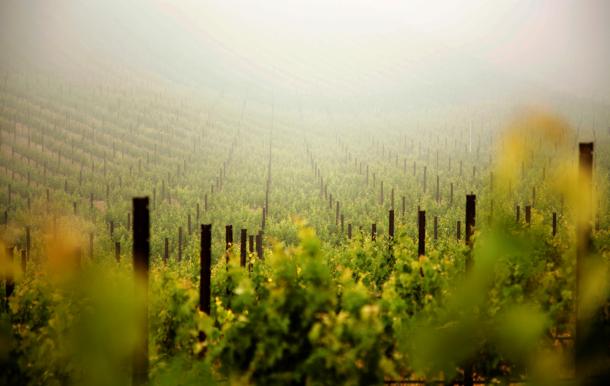 Lush vineyard shrouded by morning summer fog