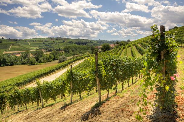 Piedmont's gently sloping Langhe hills at the foot of the Alps have been rated among the best in the world for red wine production. © iStockphoto/Thinkstock Vineyards in Piedmont's Langhe hills