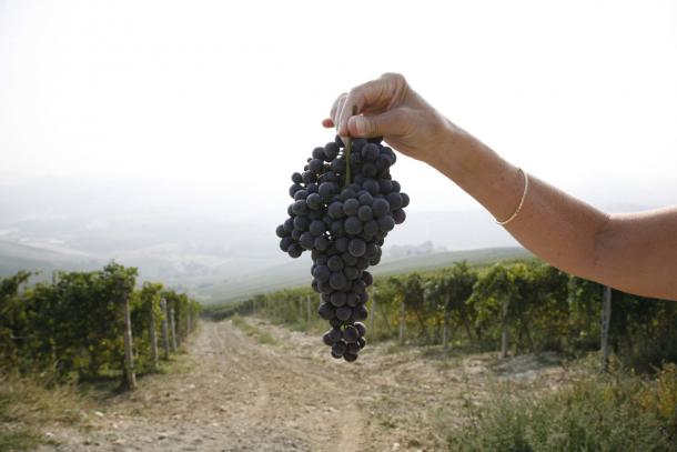 A bunch of Nebbiolo grapes, the most revered vine grown in Piedmont. © iStockphoto/Thinkstock Piedmont's Nebbiolo grape