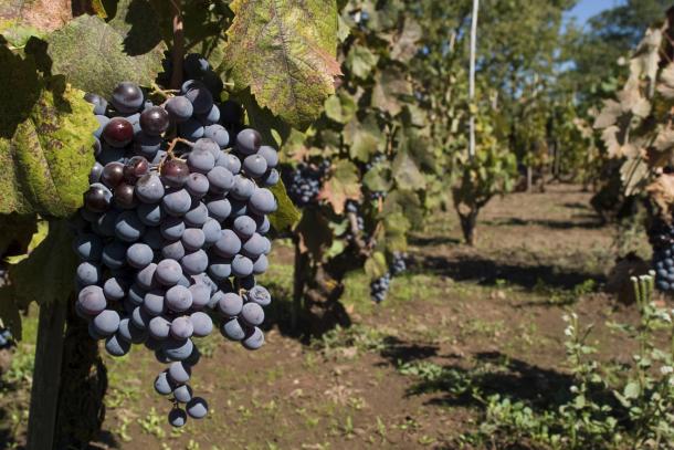 Local Sardinian wine grepe varietal