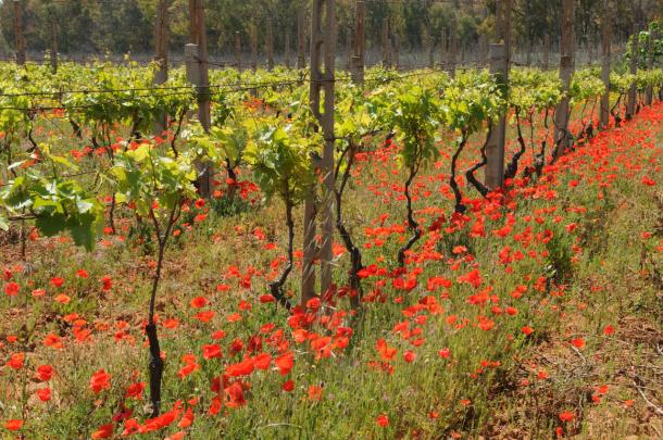 A late spring view of a Sardinian vineyard