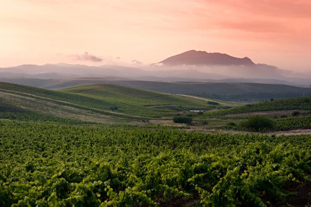 Sicilian vineyards at sunrise