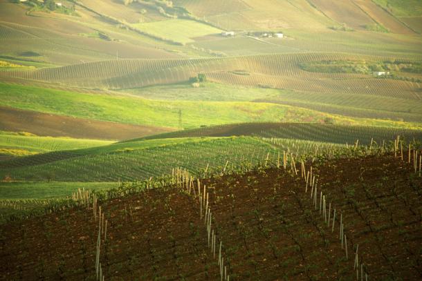 Vineyard summer view in Sicily