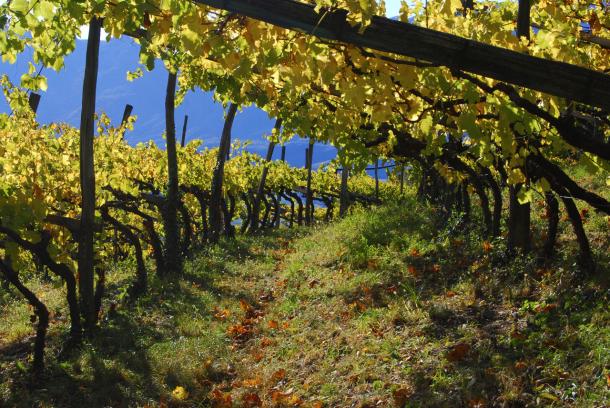 Typical high altitude vineyard in Alto Adige