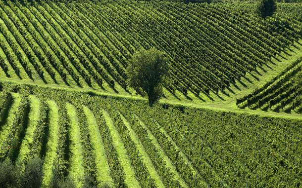 To a larger or smaller extent, vineyards dot the landscape of every Italian region. © iStockphoto/Thinkstock Tuscan verdant vineyard landscape