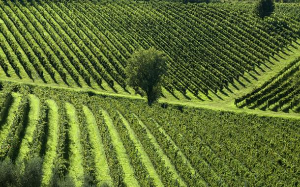 Tuscan verdant vineyard landscape