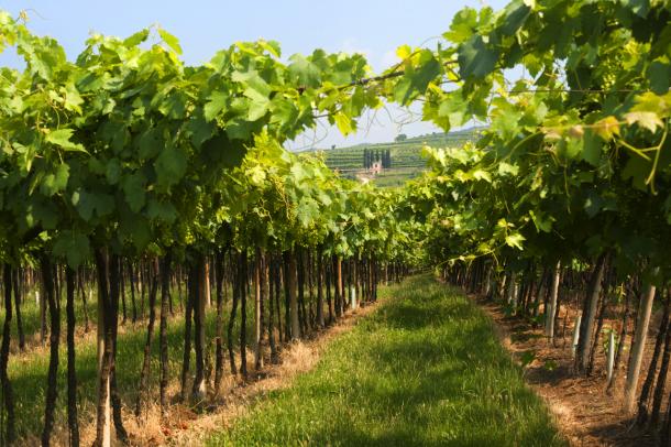 Vineyard summer view in Lessinia, province of Verona