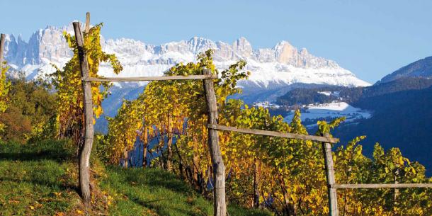 Alto Adige mountain vineyard