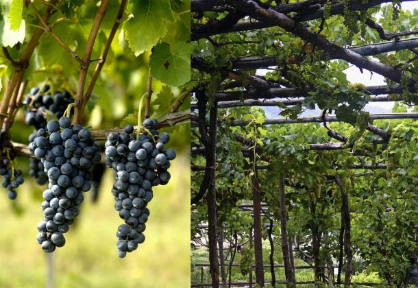 Campania native varietals and typical vineyard