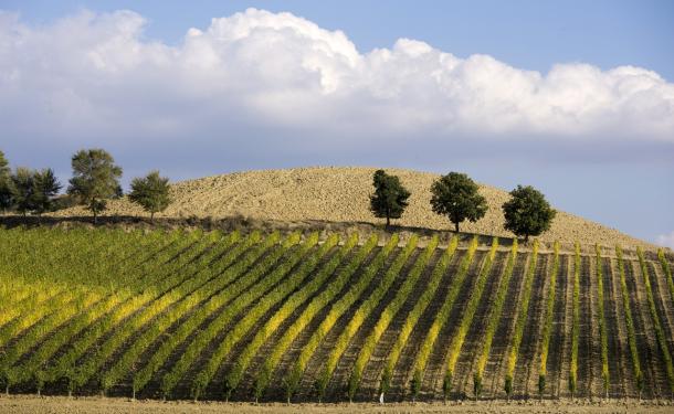 Sun kissed vineyard in Umbria